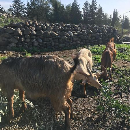 Suite Truck- Natura Eco Farm Eksteriør bilde