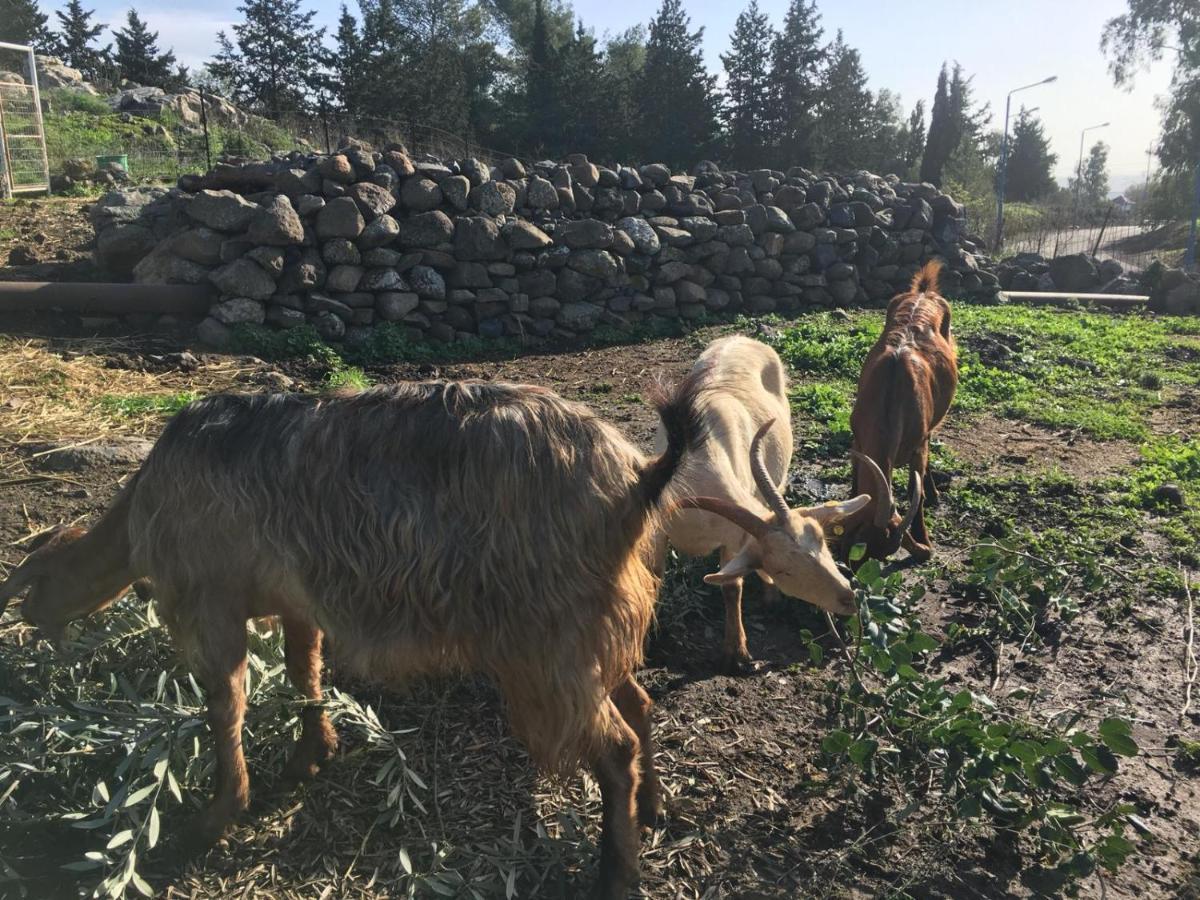 Suite Truck- Natura Eco Farm Eksteriør bilde